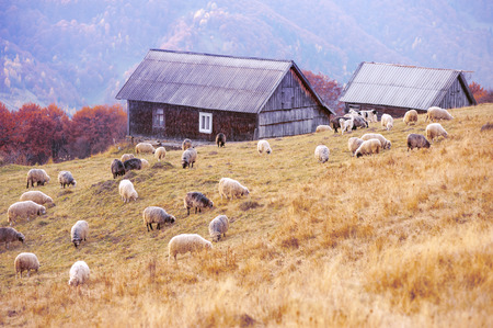 sheep on autumn meadow in mountainの写真素材