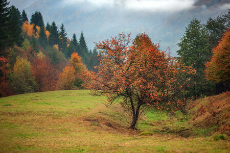 alone yellow tree close upの写真素材