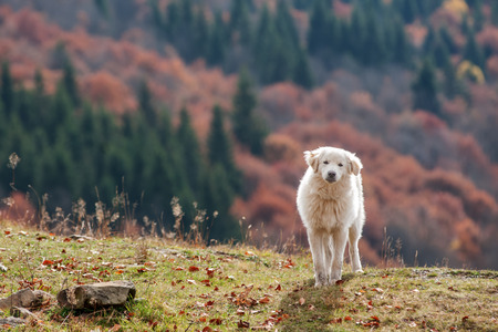 white shepherd dog close upの写真素材