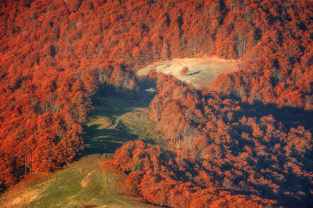 orange forest on autumn season