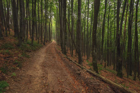 orange forest on autumn season