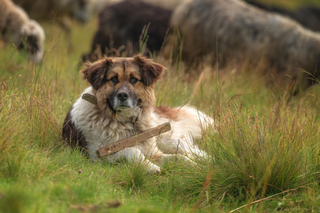 brown shepherd dog close upの写真素材