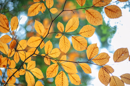 autumn leaves in forest closeupの写真素材
