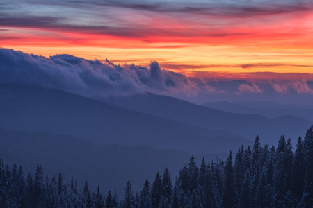 snovy trees on winter mountains