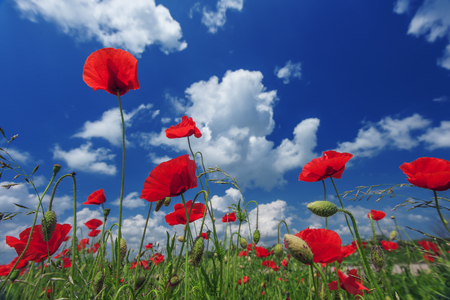 poppy on blue sky backgroundの写真素材