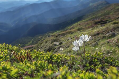 beautiful white flower in summer mountainの写真素材