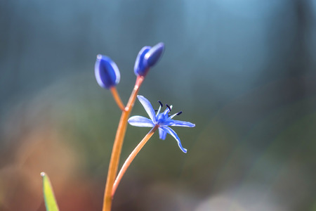 flowers on spring lawn closeupの写真素材