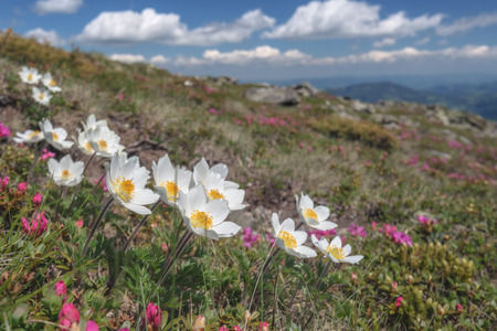 beauty white flowers in high mountainsの写真素材