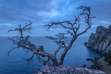 Tree on rock in Crimeaの写真素材