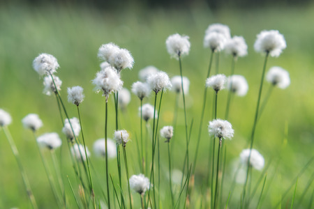 flowers on spring lawn closeupの写真素材