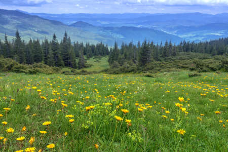 yellow flowers in high mountain