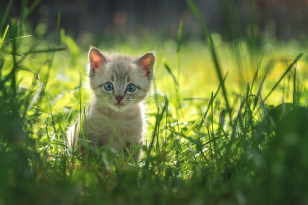 kitten on grass close upの写真素材