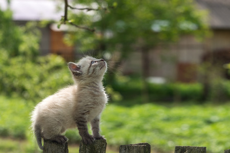 kitten on wooden fence close upの写真素材