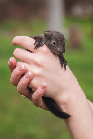 small squirrel in human hand closeupの写真素材