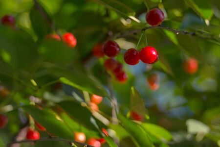 red cherry on tree closeupの写真素材