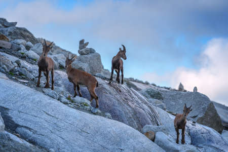 Wild mountain goats in Alps rockの写真素材