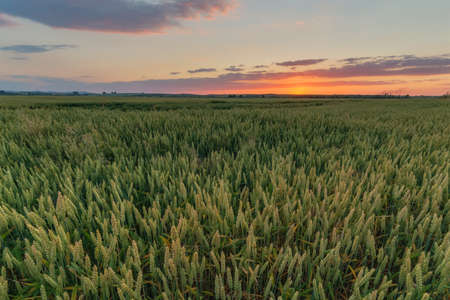 wheat field and orange skyの写真素材