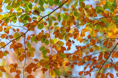 autumn leaves in forest closeupの写真素材
