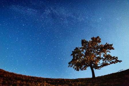 The Milky Way over the alone tree silhouette. Carpathian, Ukraine, Europe.の写真素材