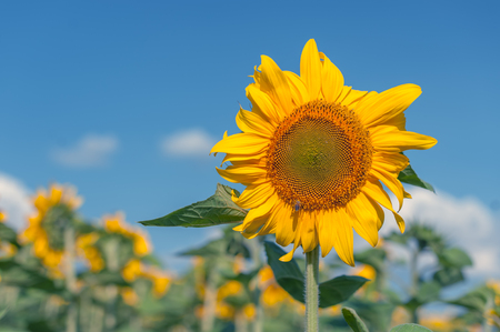 yellow sunflower in sunny dayの写真素材