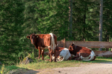 cow on green field closeupの写真素材