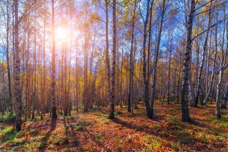 Majestic birch tree with a cloudy sky on a mountain forest. Dramatic colorful evening scene. Carpathians, Ukraine, Europe.の写真素材