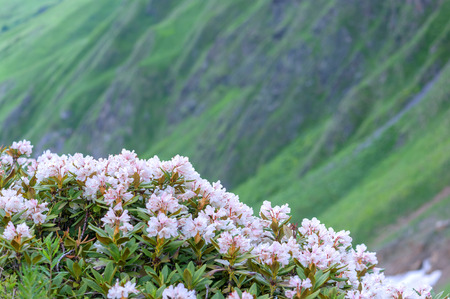 beautiful mountain on summer timeの写真素材