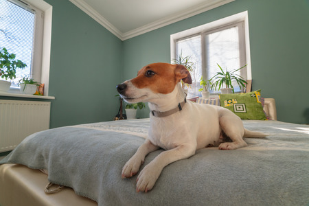 jack russel terrier on bedの写真素材
