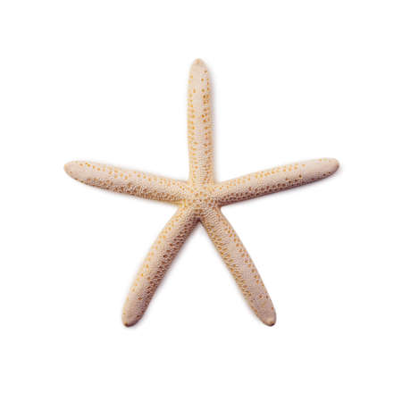 starfish isolated on white backgroundの写真素材