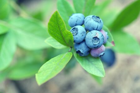ripe blueberry twig close upの写真素材