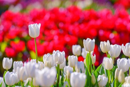 white tulip field close upの写真素材