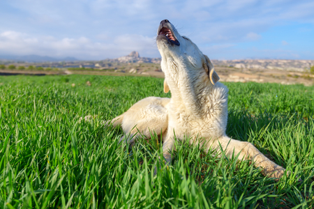 white dog on green lawnの写真素材