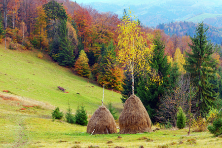 two haystack near autumn forestの写真素材