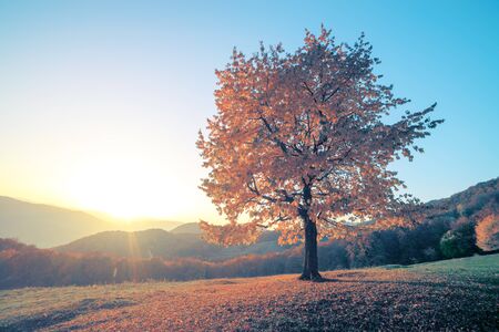 Majestic beech tree with sunny beams at mountain valley. Dramatic colorful evening scene....