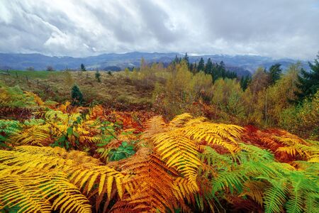 Majestic fern leaves with a cloudy sky on a mountain valley. Dramatic colorful evening scene. Carpathians, Ukraine, Europe.の写真素材