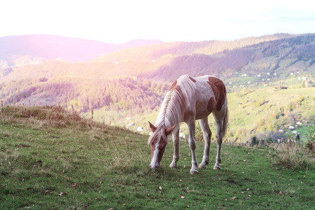 brown horse in mountain hillの写真素材