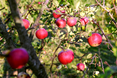 red apple on tree closeup