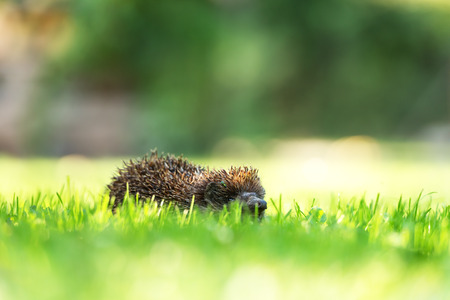 young hedgehog on green lawn
