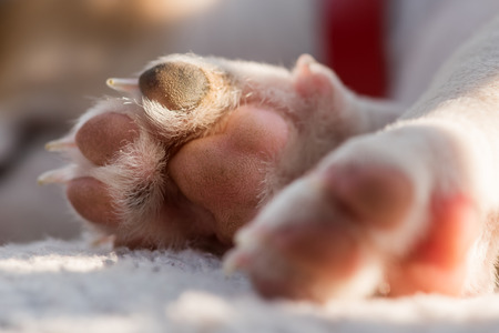 jack russel puppys paw macro