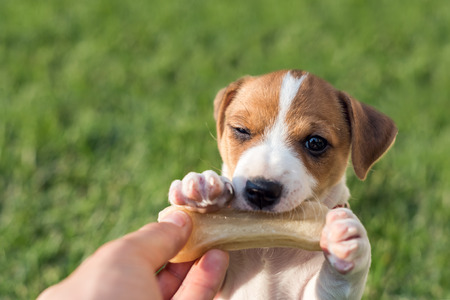 jack russel puppy on green lawnの写真素材