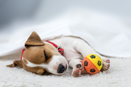 jack russel puppy on white carpetの写真素材