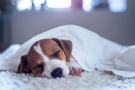 jack russel puppy on white carpetの写真素材