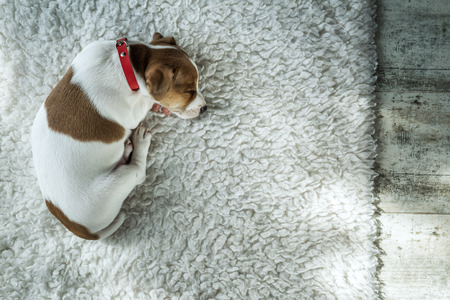 jack russel puppy on white carpetの写真素材