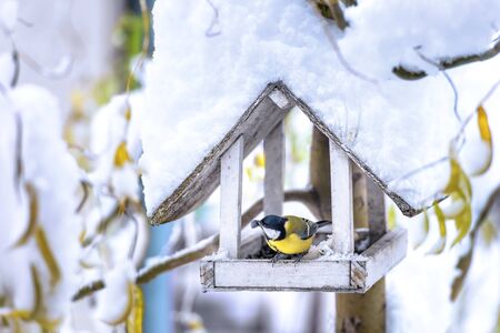 small bird on feedbox close upの写真素材