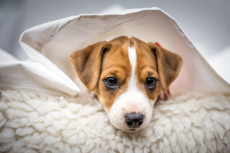 jack russel puppy on white carpetの写真素材