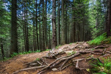 fairy tale fir tree forestの写真素材