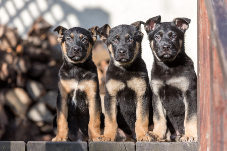 Three belgian shepherd puppys closeupの写真素材