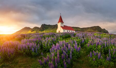 Lutheran Myrdal church surrounded by blooming lupine flowers, Vik, Iceland.の写真素材