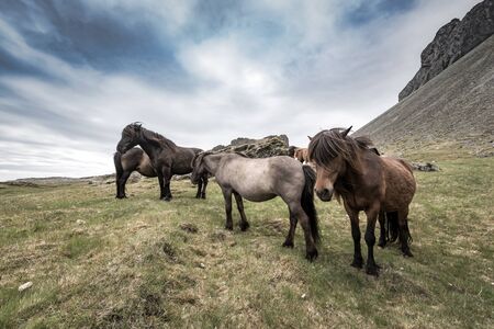 Icelandic horses portraits close upの写真素材