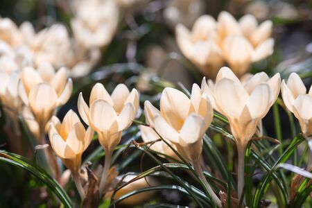 spring flower crocus close upの写真素材